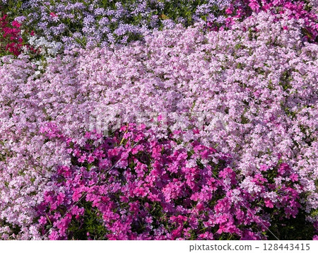 Pink Moss Phlox flowers blooming in a park in spring Pink Moss Phlox flowers blooming in a park in spring 128443415
