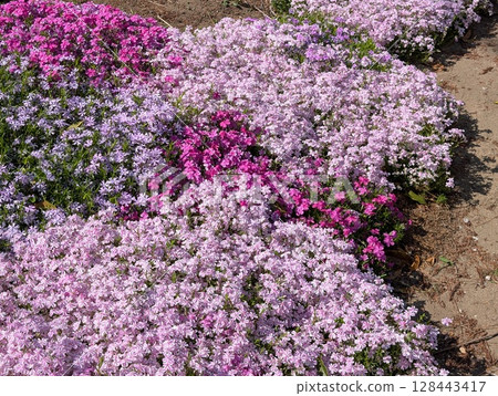 春天，公園裡盛開的粉紅色苔蘚福祿考花 128443417