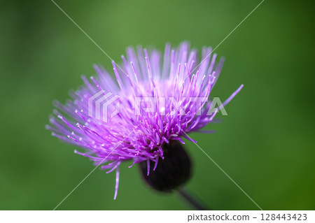 野花薊 野花薊 128443423