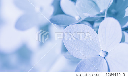 Background of white blue petals of Hydrangea or Hydrangea close-up. Soft focus Background of white blue petals of Hydrangea or Hydrangea close-up. Soft focus 128443643