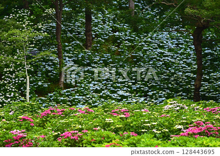 Shizuoka Prefecture, Kasui Lily Garden: A field of hydrangeas Shizuoka Prefecture, Kasui Lily Garden: A field of hydrangeas 128443695