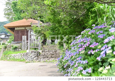 Hydrangeas blooming at the gate of Chorakuji Temple 128443713