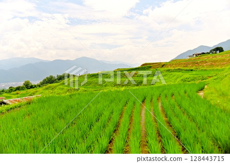 大捨梯田的三枝稻田 128443715