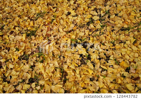ginkgo leaf carpet 128443782