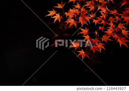 [秋葉] 在黑色背景下拍攝的秋天楓葉 [長野縣] 128443927
