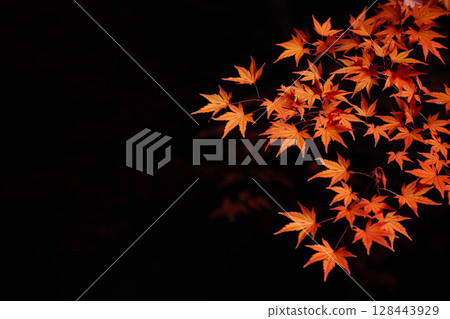 [Autumn leaves] Autumn maple leaves photographed against a black background [Nagano Prefecture] 128443929
