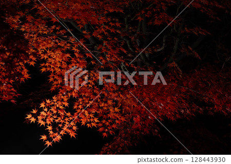 [Autumn leaves] Autumn maple leaves photographed against a black background [Nagano Prefecture] 128443930