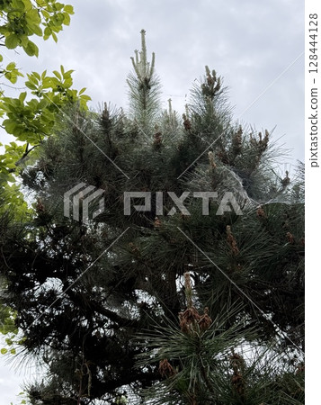 正在生長的松樹 128444128