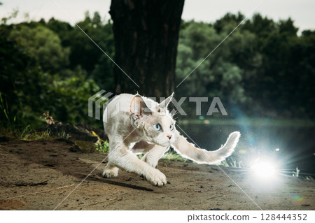 Cat running with vibrant trees in the background, stunning view Devon Rex Cat running with vibrant trees in the background, stunning view Devon Rex 128444352