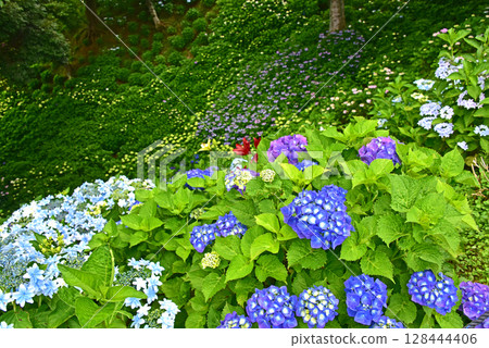 靜岡縣 香井百合園 繡球花田 128444406