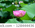 蓮花 128444436
