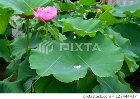 Water lotus leaves Water lotus leaves 128444437