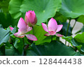 蓮花 128444438