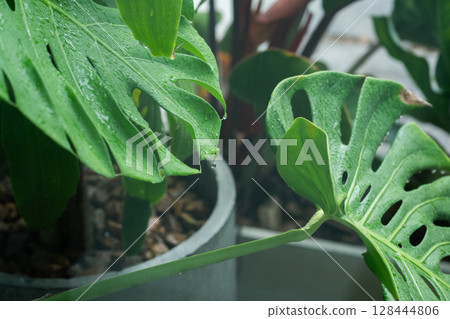 tree in rainy season with raindrop on tropical tree leaf in garden tree in rainy season with raindrop on tropical tree leaf in garden 128444806