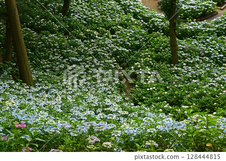 靜岡縣 香井百合園 繡球花田 128444815