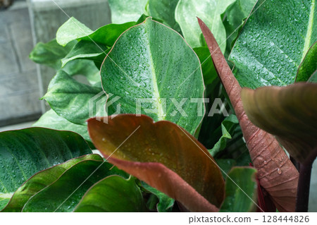 tree in rainy season with raindrop on tropical tree leaf in garden 128444826