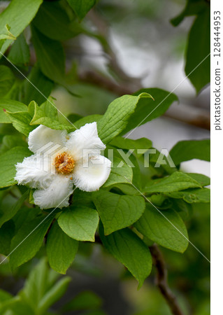 Summer Camellia Summer Camellia 128444953