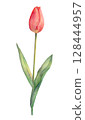 水彩鬱金香插圖 128444957