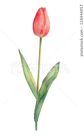 Watercolor tulip illustration 128444957