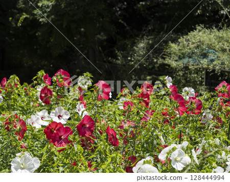 花園裡盛開的紅白泰坦花 128444994