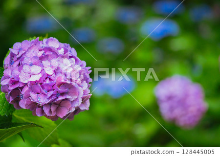 小平繡球公園盛開的粉紅色繡球花 128445005