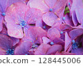 Pink hydrangeas blooming in Kodaira Hydrangea Park 128445006