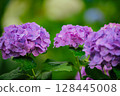 Pink hydrangeas blooming in Kodaira Hydrangea Park 128445008