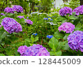 Pink hydrangeas blooming in Kodaira Hydrangea Park 128445009