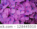 Pink hydrangeas blooming in Kodaira Hydrangea Park 128445010