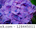 Pink hydrangeas blooming in Kodaira Hydrangea Park 128445011