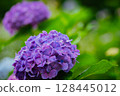 Pink hydrangeas blooming in Kodaira Hydrangea Park 128445012