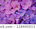 Pink hydrangeas blooming in Kodaira Hydrangea Park 128445013