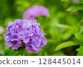 Pink hydrangeas blooming in Kodaira Hydrangea Park 128445014