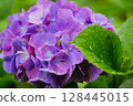 Pink hydrangeas blooming in Kodaira Hydrangea Park 128445015