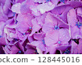 Pink hydrangeas blooming in Kodaira Hydrangea Park 128445016