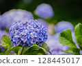 Pink hydrangeas blooming in Kodaira Hydrangea Park 128445017
