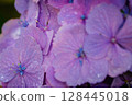 Pink hydrangeas blooming in Kodaira Hydrangea Park 128445018