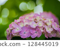 Pink hydrangeas blooming in Kodaira Hydrangea Park 128445019