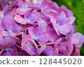 Pink hydrangeas blooming in Kodaira Hydrangea Park 128445020