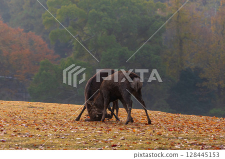 Autumn in the ancient city of Nara: Early morning in Nara Park: Deer fighting Autumn in the ancient city of Nara: Early morning in Nara Park: Deer fighting 128445153