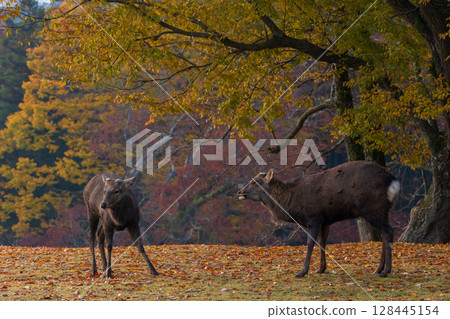 Ancient city of Nara in autumn: Early morning in Nara Park, Tobihino deer and autumn leaves 128445154