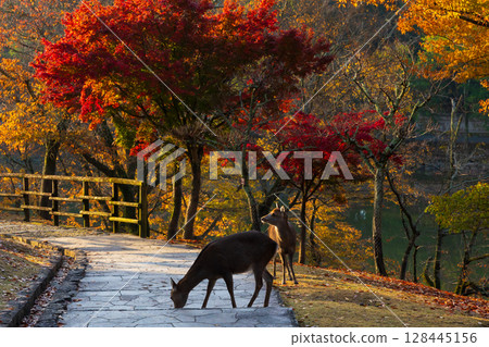 Ancient city of Nara in autumn: Early morning in Nara Park, deer and autumn leaves Ancient city of Nara in autumn: Early morning in Nara Park, deer and autumn leaves 128445156