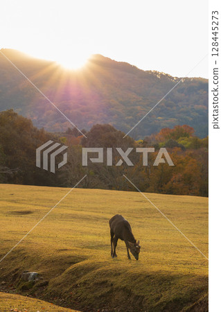 Ancient city of Nara in autumn: Early morning in Nara Park, Tobihino deer and autumn leaves Ancient city of Nara in autumn: Early morning in Nara Park, Tobihino deer and autumn leaves 128445273