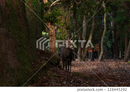 Autumn in the ancient city of Nara: Deer in Nara Park Autumn in the ancient city of Nara: Deer in Nara Park 128445292