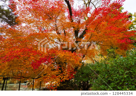 古都奈良的秋天、奈良公園的紅葉、萬葉植物園 128445334