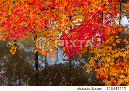 Autumn in the ancient capital of Nara, autumn leaves in Nara Park, Manyo Botanical Garden Autumn in the ancient capital of Nara, autumn leaves in Nara Park, Manyo Botanical Garden 128445335