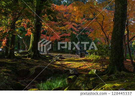 Autumn in the ancient capital of Nara, autumn leaves in Nara Park, Manyo Botanical Garden 128445337