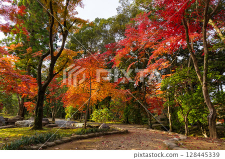 Autumn in the ancient capital of Nara, autumn leaves in Nara Park, Manyo Botanical Garden Autumn in the ancient capital of Nara, autumn leaves in Nara Park, Manyo Botanical Garden 128445339