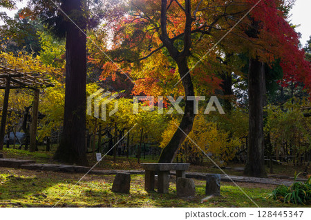 Autumn in the ancient capital of Nara, autumn leaves in Nara Park, Manyo Botanical Garden Autumn in the ancient capital of Nara, autumn leaves in Nara Park, Manyo Botanical Garden 128445347