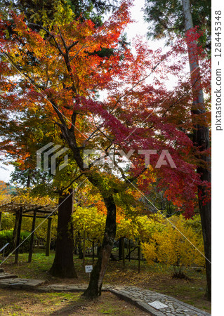 古都奈良的秋天、奈良公園的紅葉、萬葉植物園 128445348